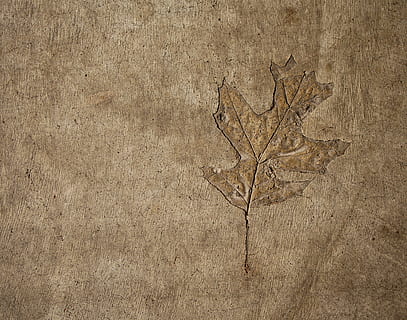 brown leaf illustration, plant, soil, texture, rug, fossil, concrete HD wallpaper