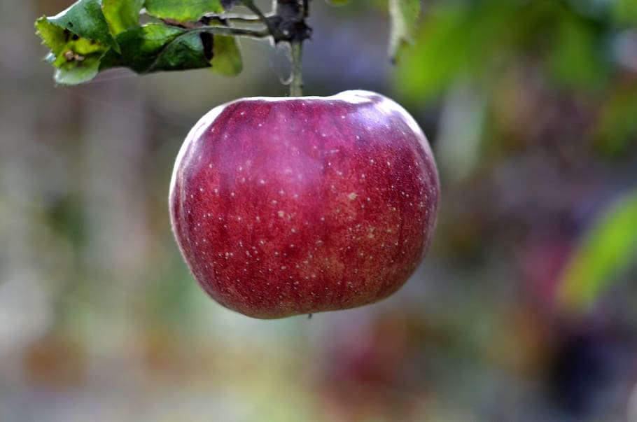 apple, fruit trees, garden, red, vitamins, health, eating, summer, HD wallpaper