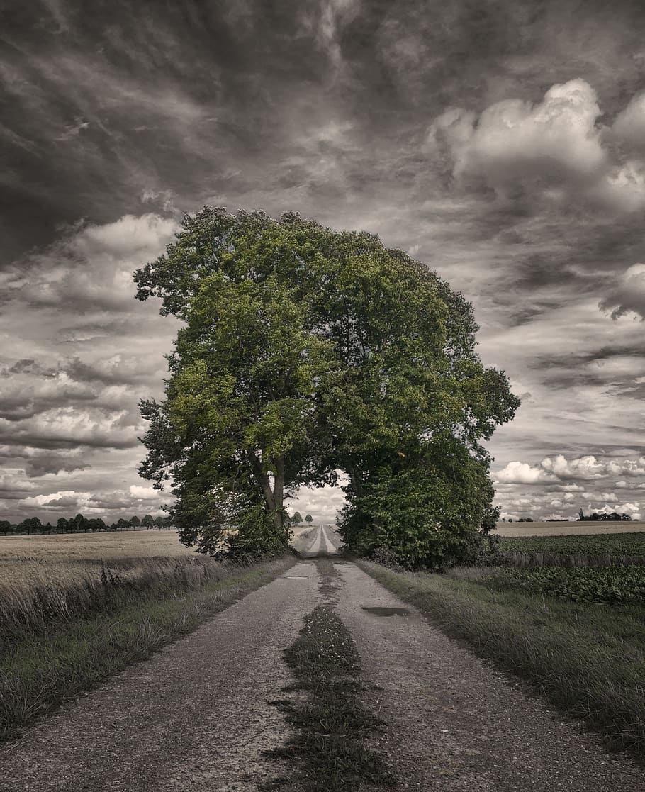 Big Oak Tree in a Rice Field Greyscale Photography, clouds, dirt road HD wallpaper
