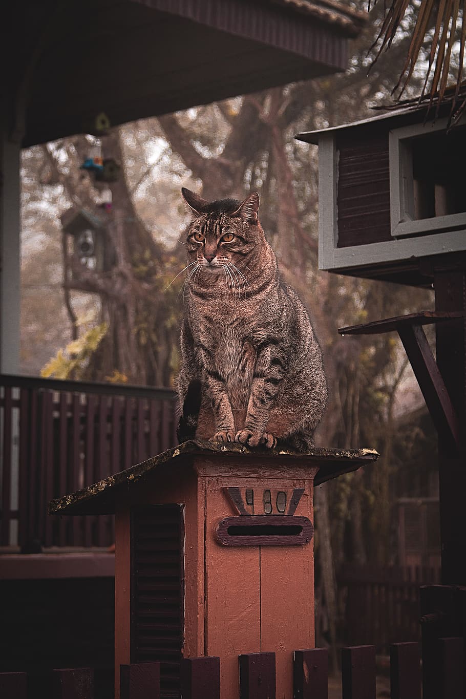 Brown Tabby Cat on Top of Wooden Beam, animal, cat face, close-up