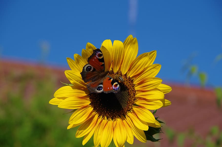 sunflower, butterfly, peacock, summer, blossom, bloom, nature, HD wallpaper