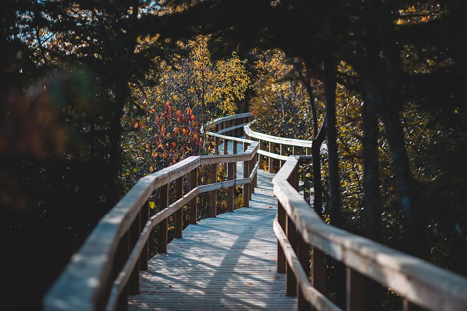 bridge between trees, path, railing, forest, woodland, perspective HD wallpaper
