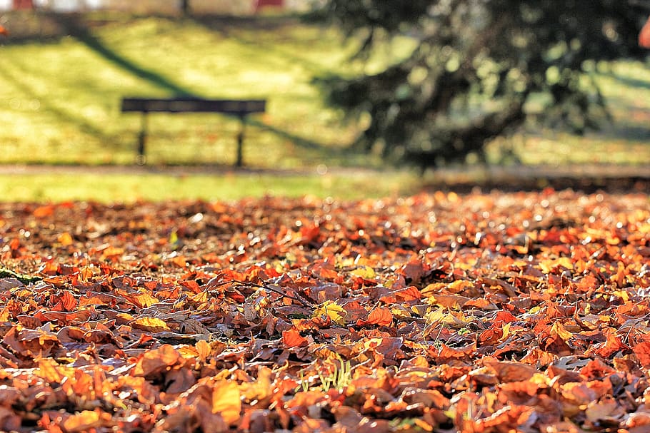 france, vichy, autumn, leaf, plant part, change, nature, day HD wallpaper