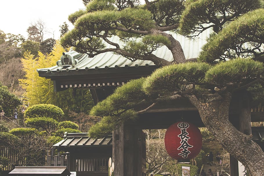 japan, kamakura, green, wood, tree, temple, lantern, plant, HD wallpaper