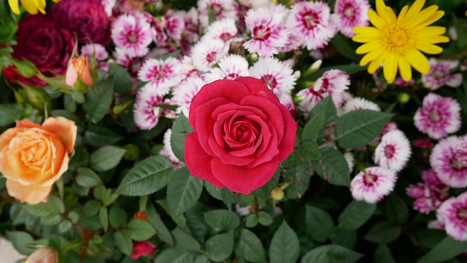 flower, plant, blossom, rose, 維多利亞公園, 灣仔區