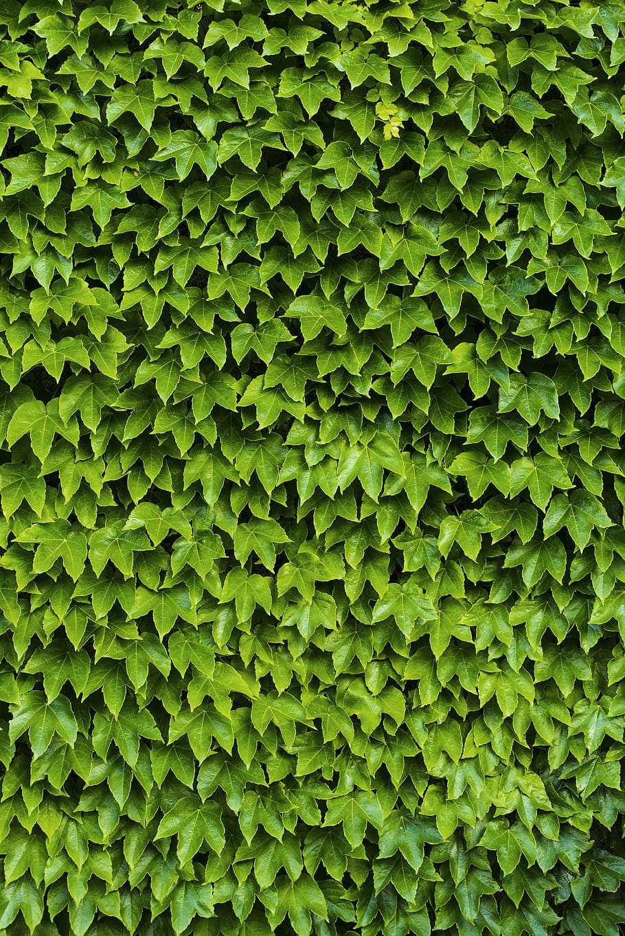 green leaves, leaf, texture, surface, repetition, asoggetti, foliage, HD wallpaper