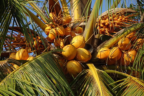 coconuts, red, malayan, cocos nucifera, fruit, coconut tree HD wallpaper