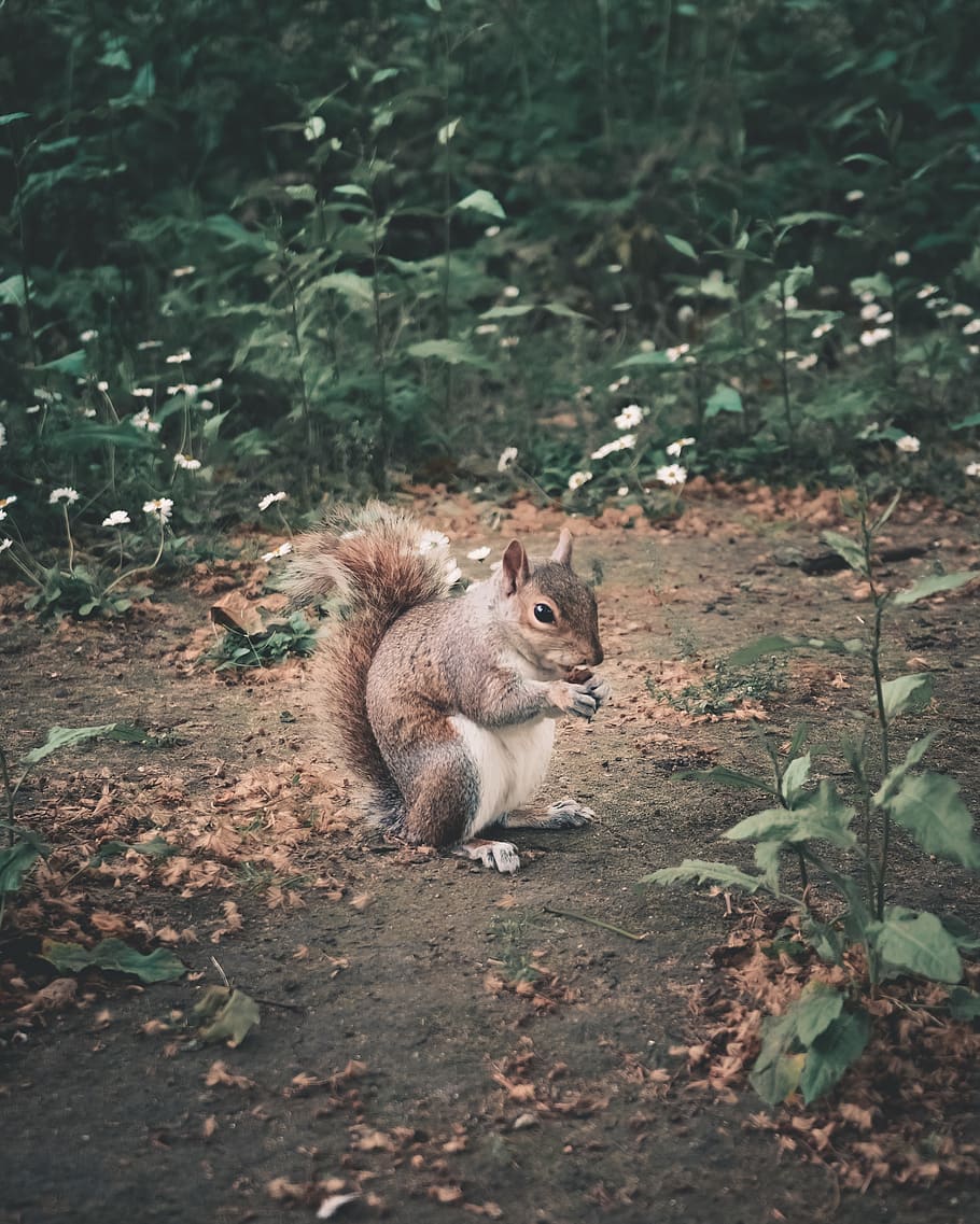 squirrel eating on ground, animal, mammal, rodent, london, kensington gardens HD wallpaper