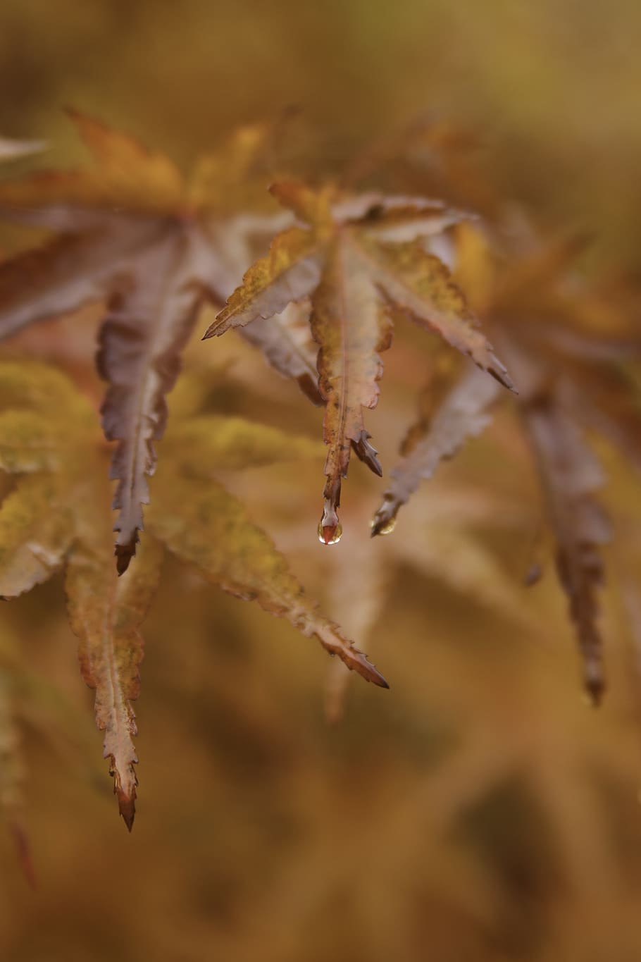 beige-leafed flower, plant, tree, maple, insect, animal, invertebrate HD wallpaper