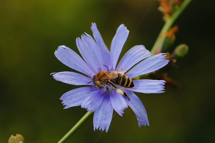 bee, blossom, bloom, collect, sprinkle, insect, pollen, close up HD wallpaper