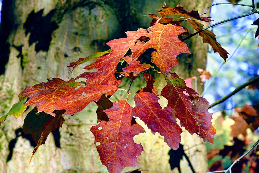 netherlands, holten, tree, red, forrest, leaves, autumn, trees HD wallpaper