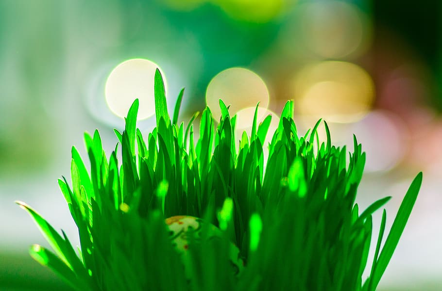 easter oats, easter traditions, green, spring, grass, nature HD wallpaper
