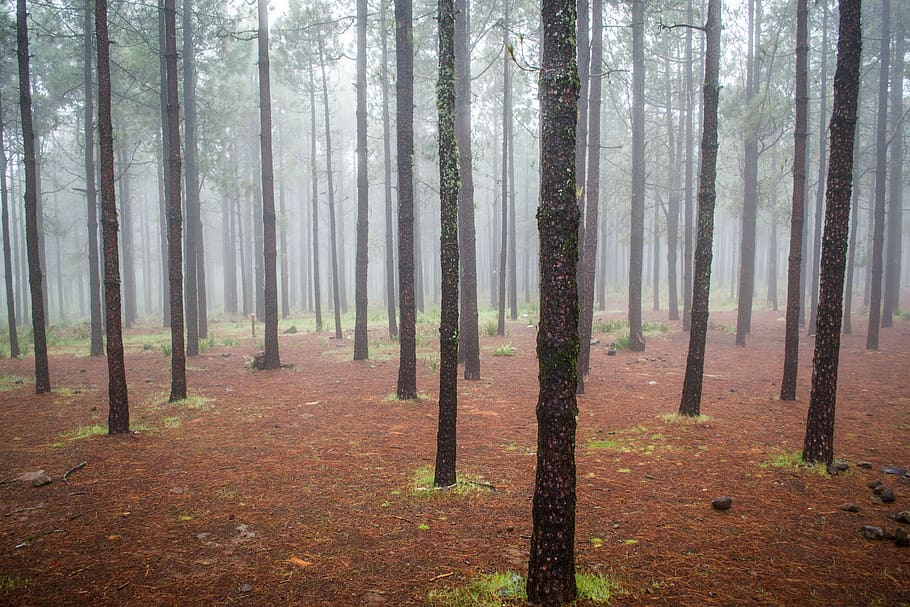 forest, tree, spain, inspiration, nature, land, plant, tree trunk HD wallpaper
