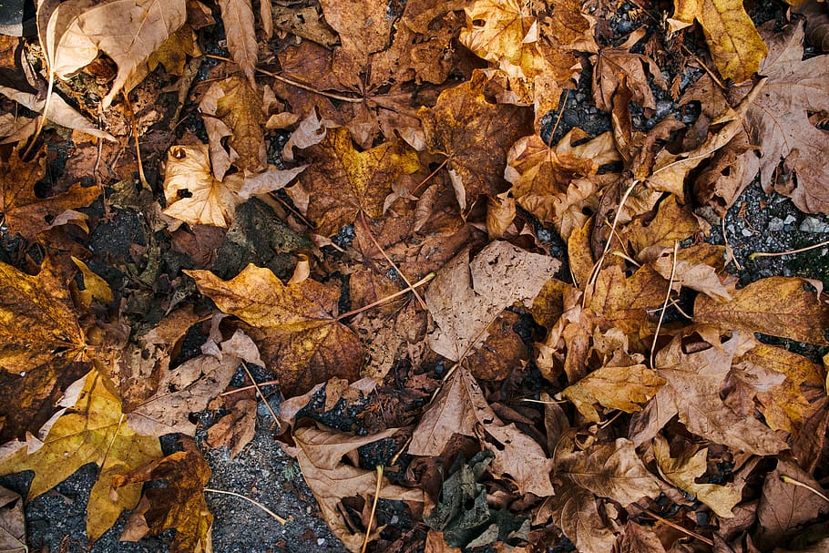 dried brown leaves, amphibian, animal, salamander, wildlife, canada HD wallpaper