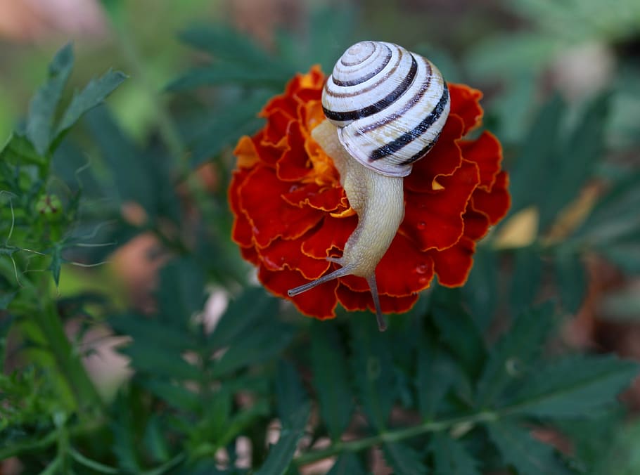 snail, flower, red, shell, nature, supplies, beauty in nature HD wallpaper