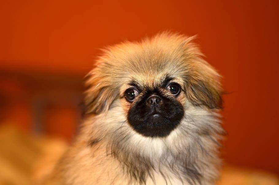 Funny pekingese hot sale