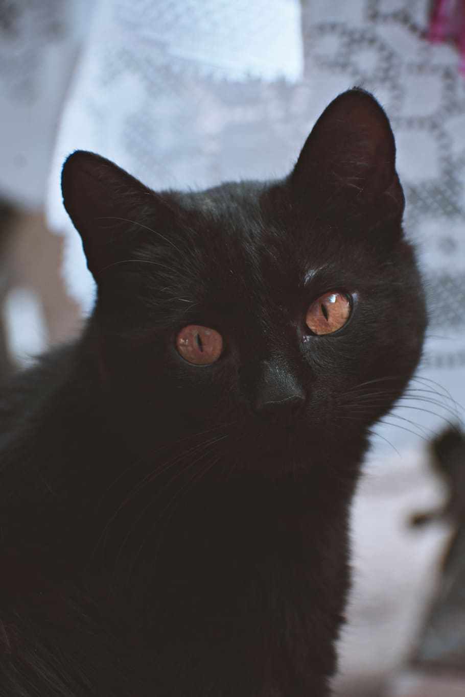 Black Cat, animal, animal portrait, domestic, domestic animal HD wallpaper