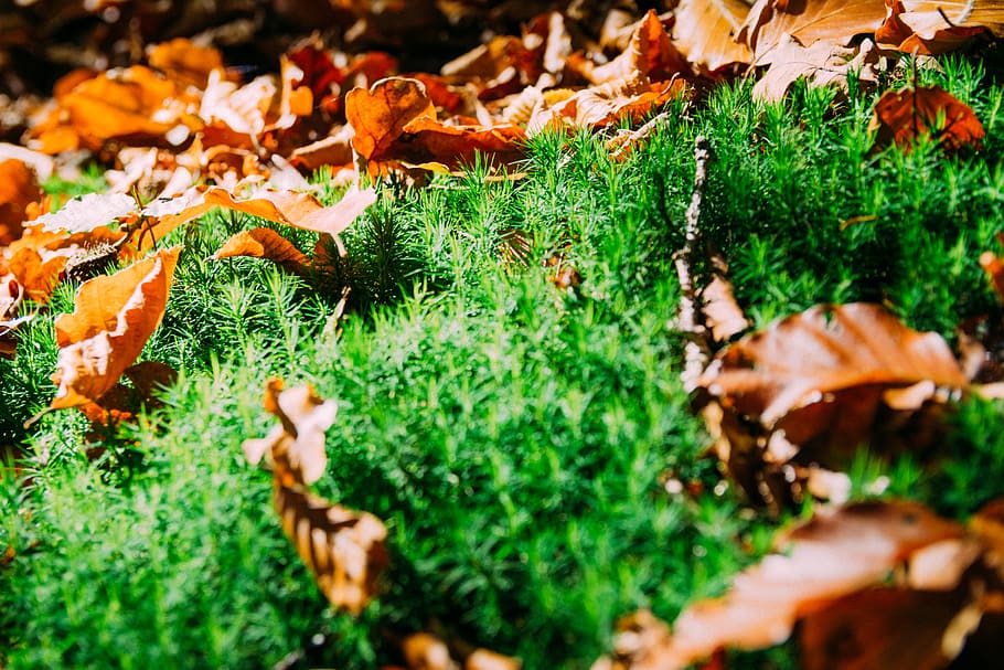 light, bright, golden, leaf, fall, season, sun, warm, autumn HD wallpaper