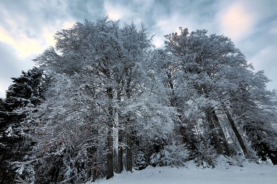 forest, tree, leaves, snow, winter, sky, landscape, switzerland HD wallpaper