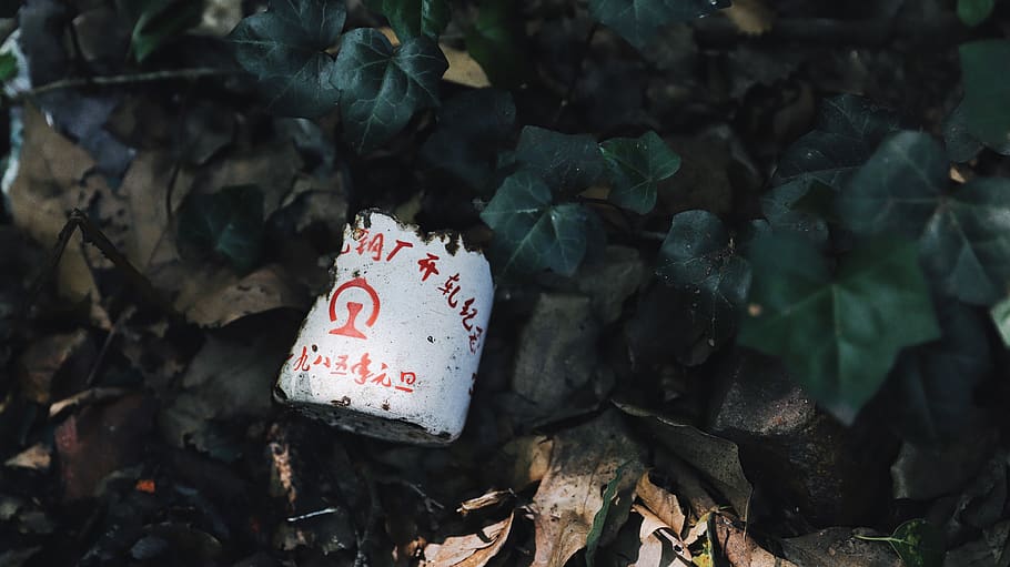 green leafed plant, foliage, leaves, ivy, cup, dark, broken, object HD wallpaper
