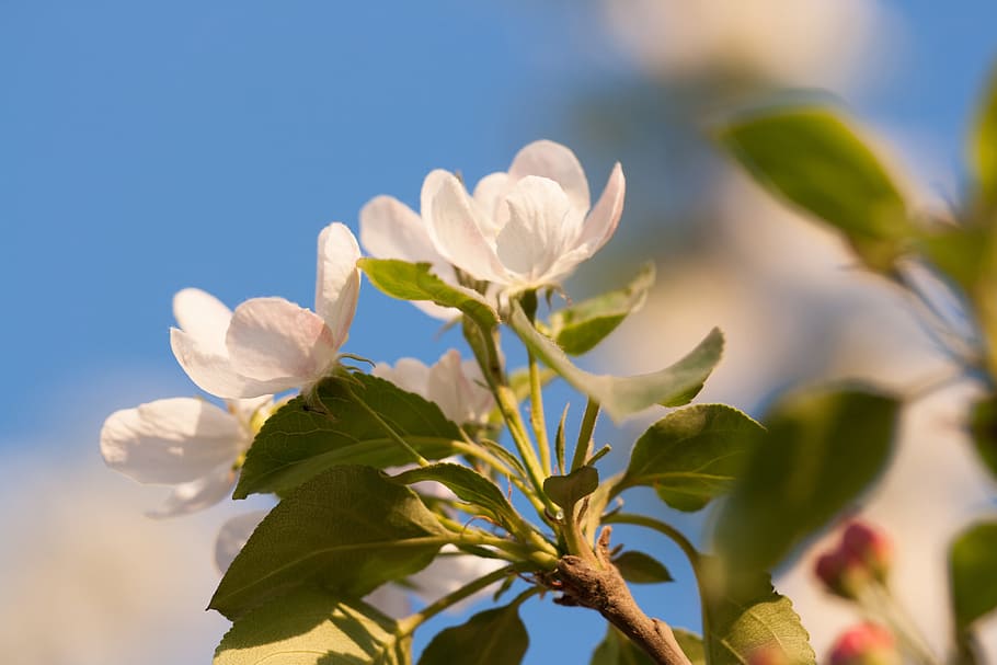 spring, flower, flowers, background, focus, closeup, outdoor HD wallpaper
