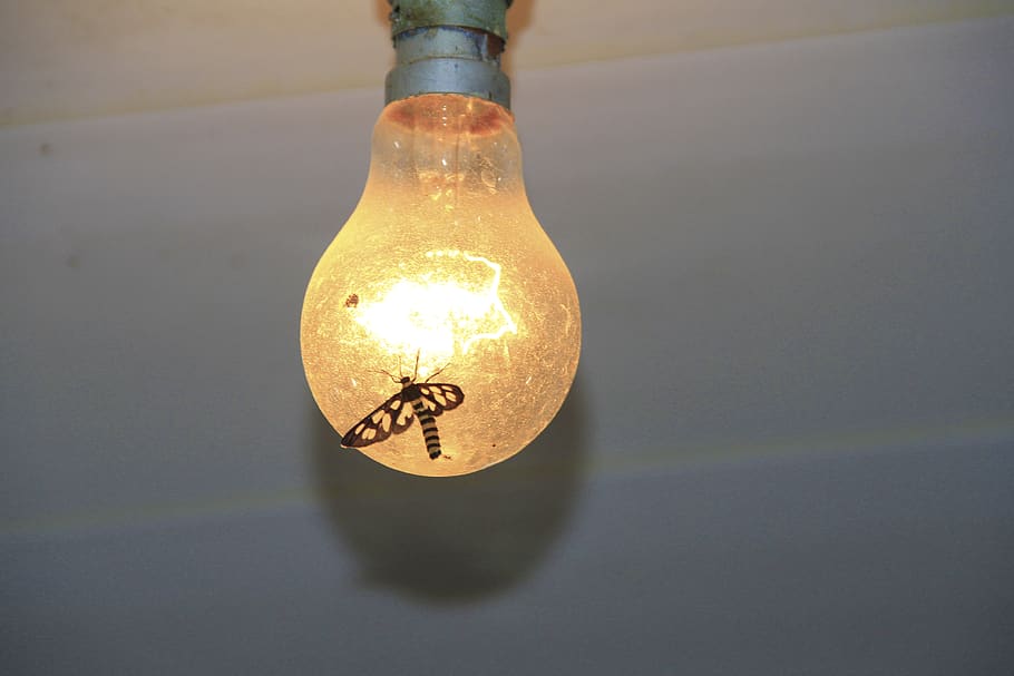 blub, flies, light bulb, illuminated, lighting equipment, electricity HD wallpaper