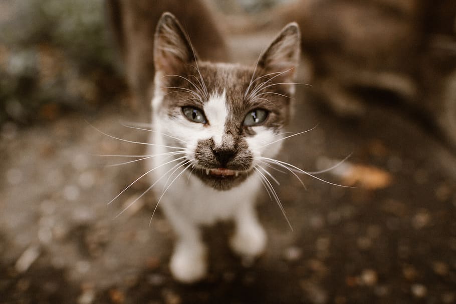 meow, one animal, mammal, pets, domestic, domestic animals HD wallpaper