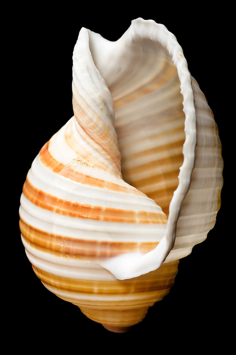 Still Life Of A Seashell Stock Photo - Download Image Now - Animal Shell,  Close-up, Conch Shell - iStock