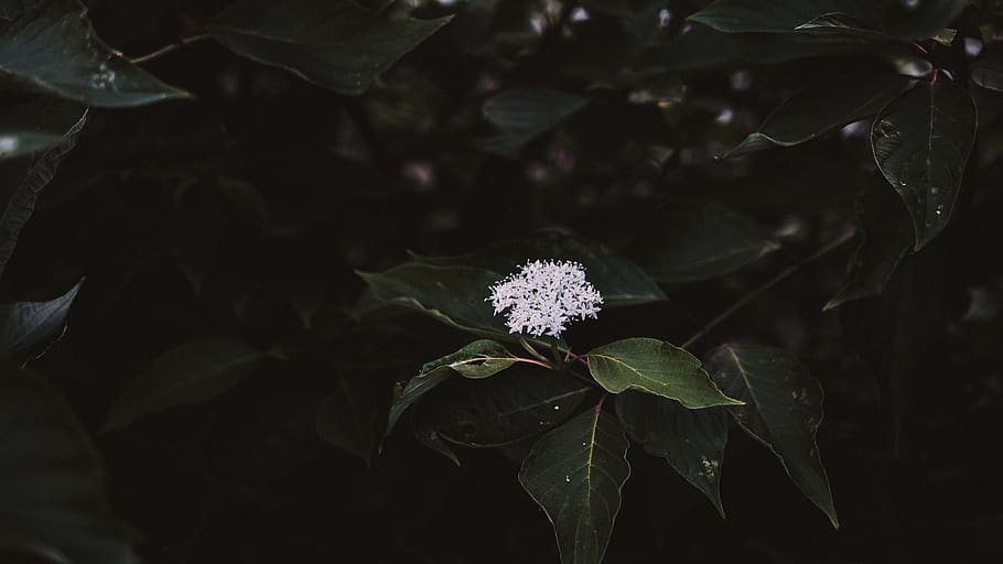 beautiful dark forest flower