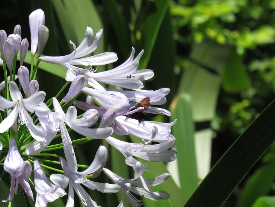 flowers, bee, insect, pollen, garden, animal, plant, flowering plant HD wallpaper