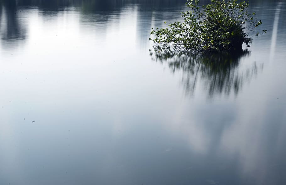 water, reflection, plant, waterfront, tree, lake, beauty in nature HD wallpaper