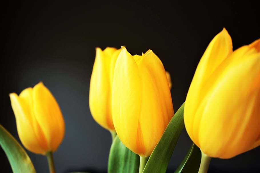 tulip, yellow, flower, spring, blossom, plant, decoration, bloom HD wallpaper