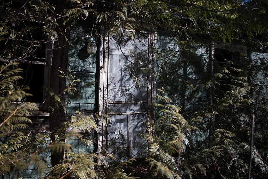 trees, door, cabin, abandoned, plant, architecture, built structure HD wallpaper