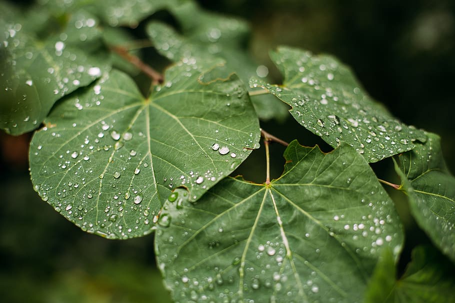 alupka, drops, leaves, leaf, green, greenery, plants, branch HD wallpaper
