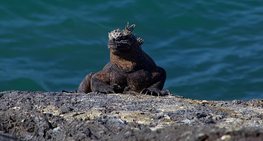 ecuador, galapagos islands, galápagos sea iguana, animal wildlife