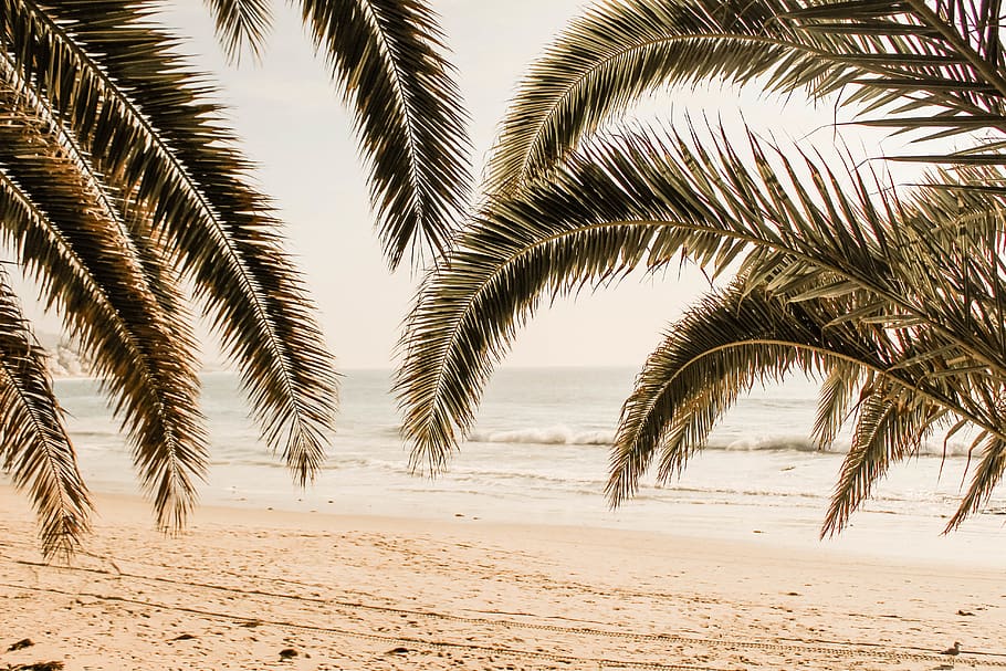 palm t ree, arecaceae, tree, plant, palm tree, summer, tropical HD wallpaper