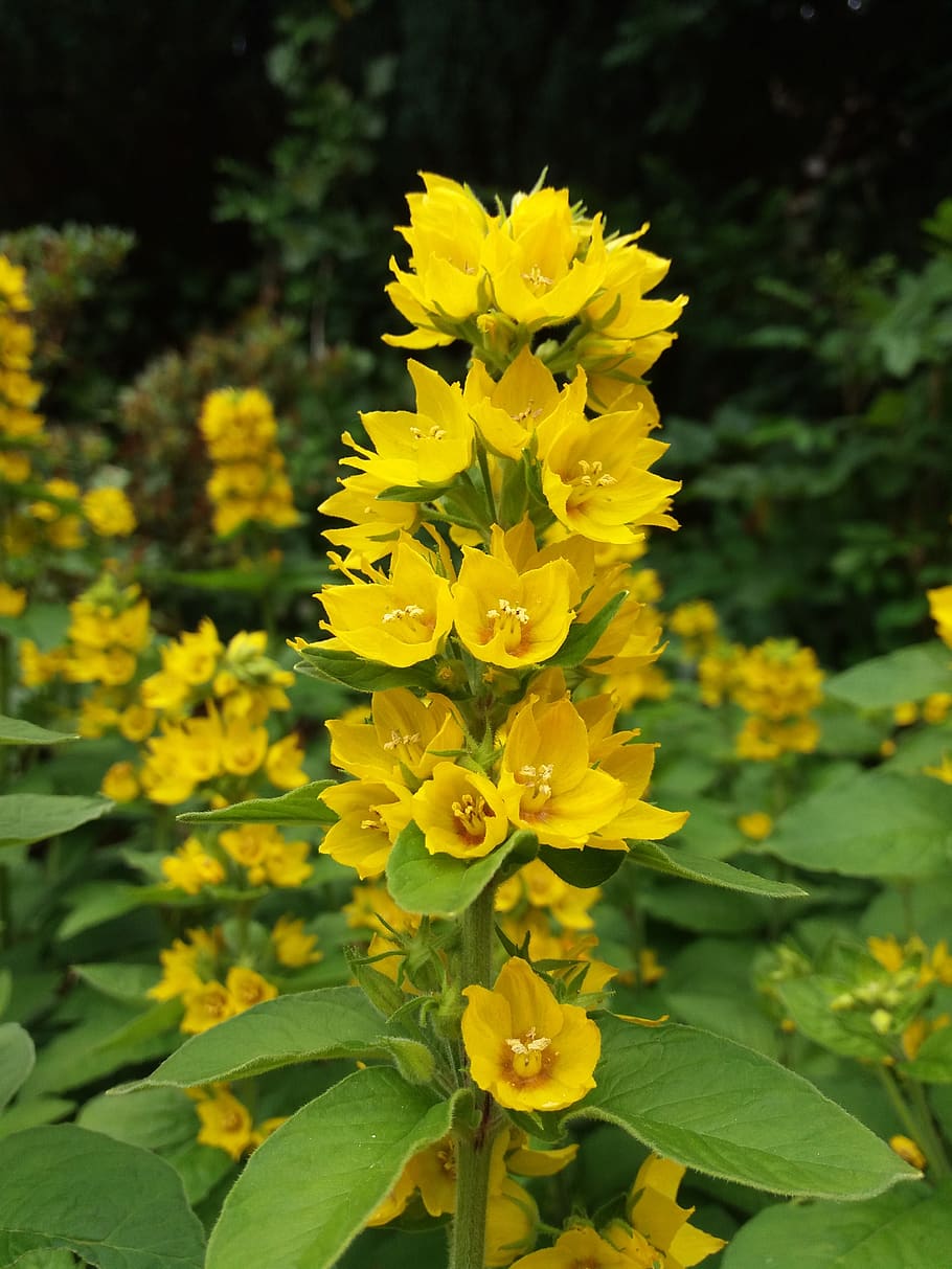 flower, blossom, bloom, plant, nature, garden, summer, yellow HD wallpaper
