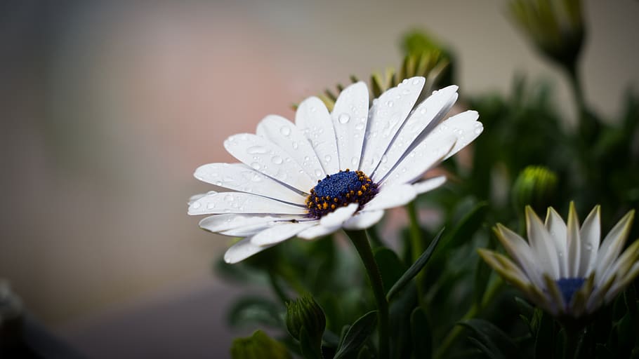 Selective Focus Photo of White Osteospermum Flower in Bloom, blossom HD wallpaper