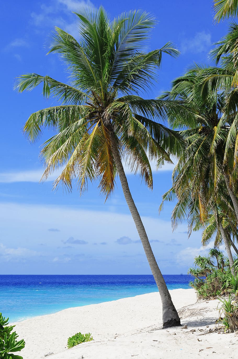 Coconut Tree Near Body of Water Under Blue Sky, beach, coconut trees HD wallpaper