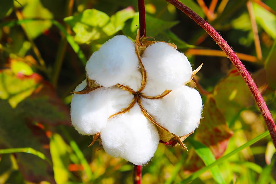 cotton, tajikistan, buttermilk, toimiston, close-up, plant, HD wallpaper