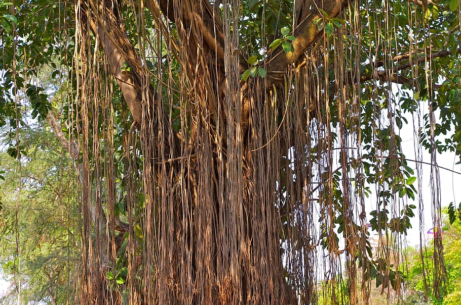tree, tree giant, nature, lianas, aerial roots, laos, mekong river, HD wallpaper