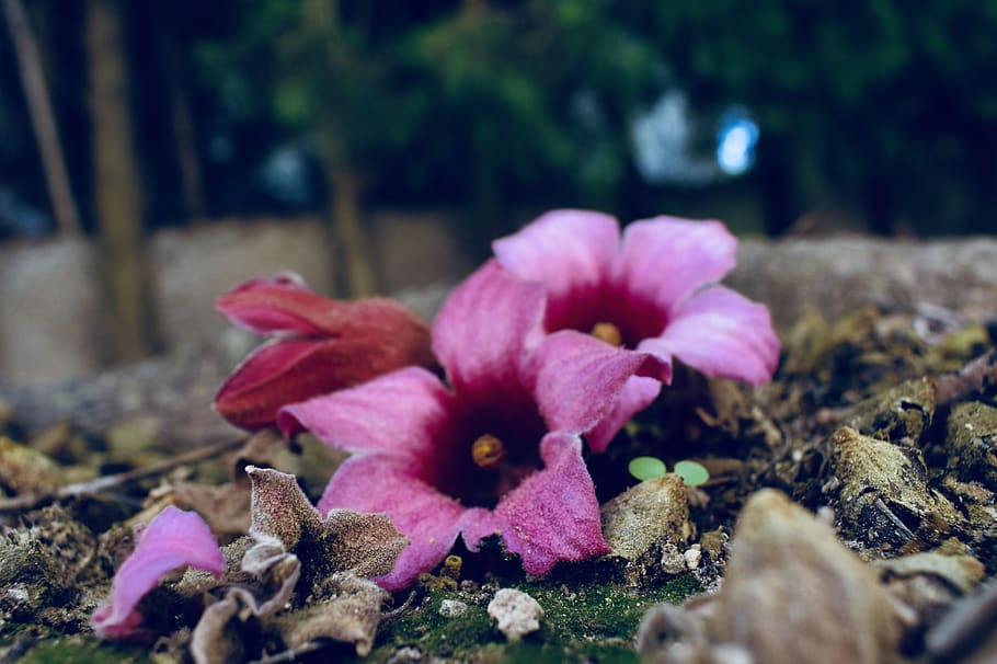 spain, riba-roja de túria, plant, flower, growth, flowering plant HD wallpaper