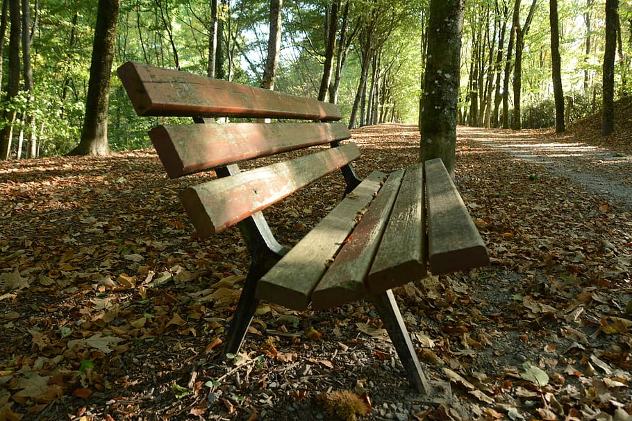 bench, forest, wood, tree, park, solitude, seat, land, plant HD wallpaper
