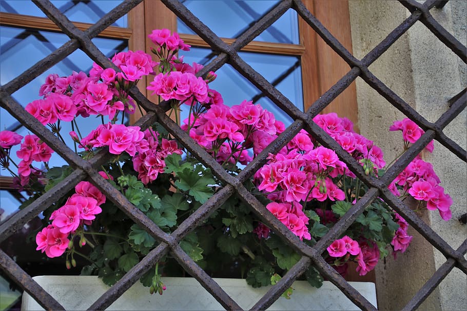 window sill, grating, geraniums, pattern, stone, rust, decorative HD wallpaper