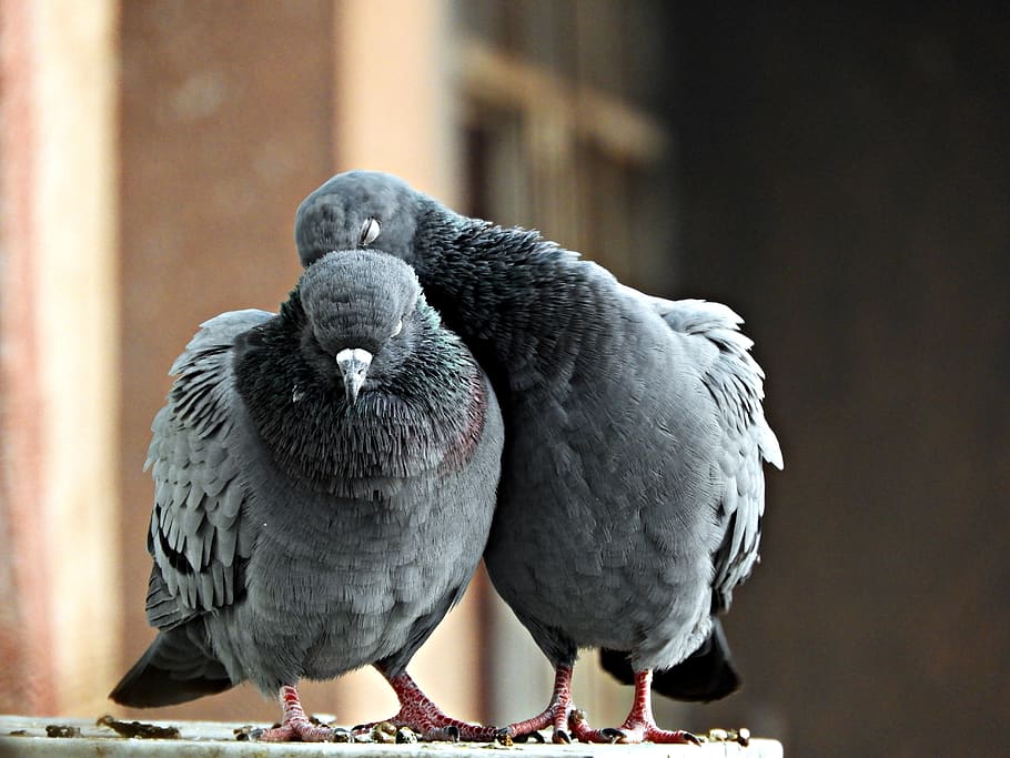 two gray pigeons, animal themes, bird, vertebrate, animal wildlife HD wallpaper