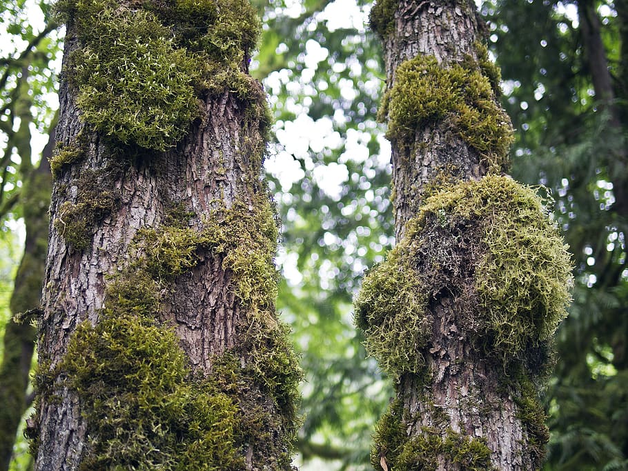 moss, trees, forest, bokeh, pnw, pacific northwest, british columbia HD wallpaper