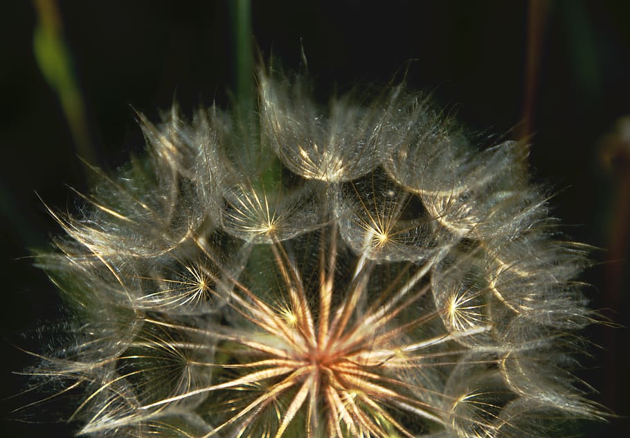 nature, plants, sunlight, macro, flowers, fragility, vulnerability HD wallpaper