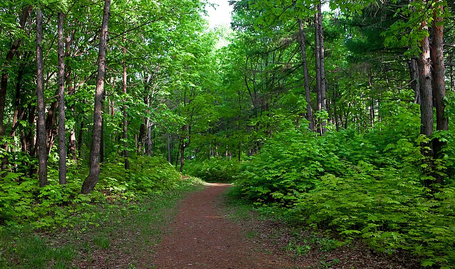 nature, path, scene, scenery, scenic, summer, tranquil, tree HD wallpaper