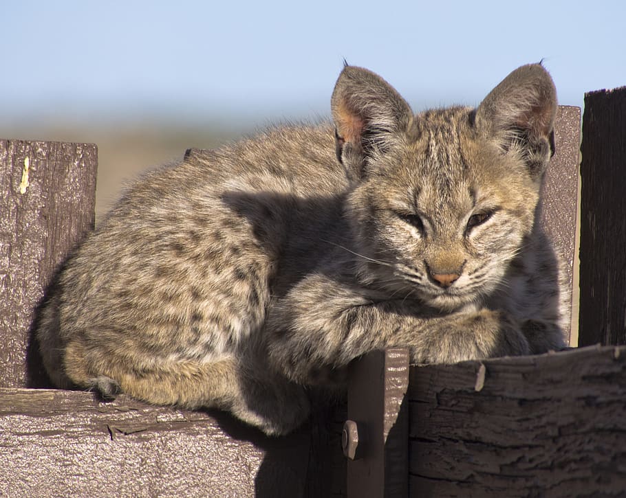 bobcat, kitten, young, lynx, wildlife, predator, nature, outdoors HD wallpaper