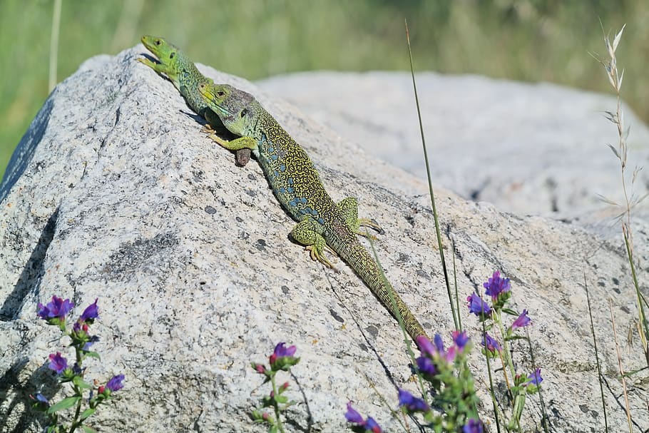 lizards, sun, reptile, animal themes, animal wildlife, one animal HD wallpaper